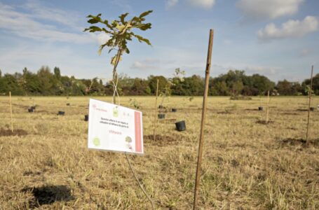 VMware presenta la sua “Foresta”