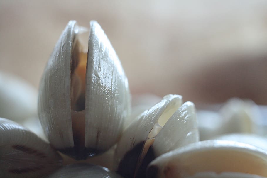  Un concorso per il Miglior mollusco dell’anno