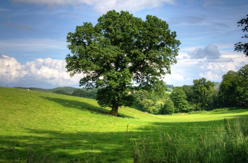 Vezua, dall’e-commerce alla forestazione