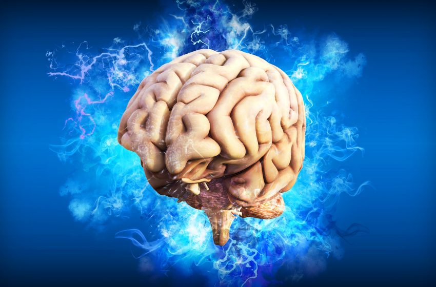  Neuroscienze: completate le prime mappe di riferimento per il cervello umano