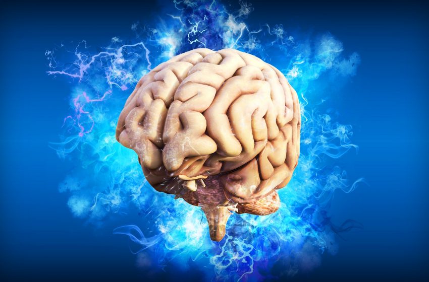 Neuroscienze: completate le prime mappe di riferimento per il cervello umano