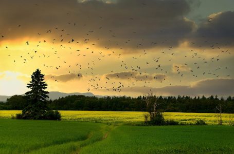 La Giornata Mondiale della Biodiversità si celebra a Pollica