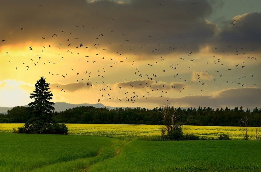  La Giornata Mondiale della Biodiversità si celebra a Pollica