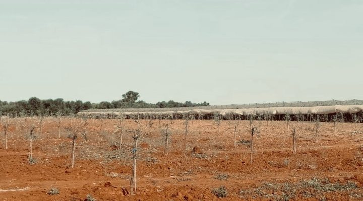 L’intelligenza artificiale per combattere desertificazione e siccità in agricoltura