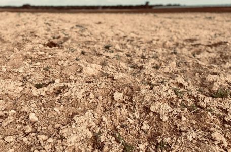 L’intelligenza artificiale per combattere desertificazione e siccità in agricoltura