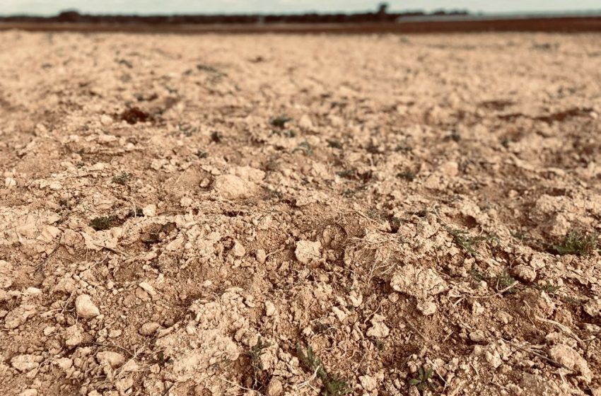  L’intelligenza artificiale per combattere desertificazione e siccità in agricoltura