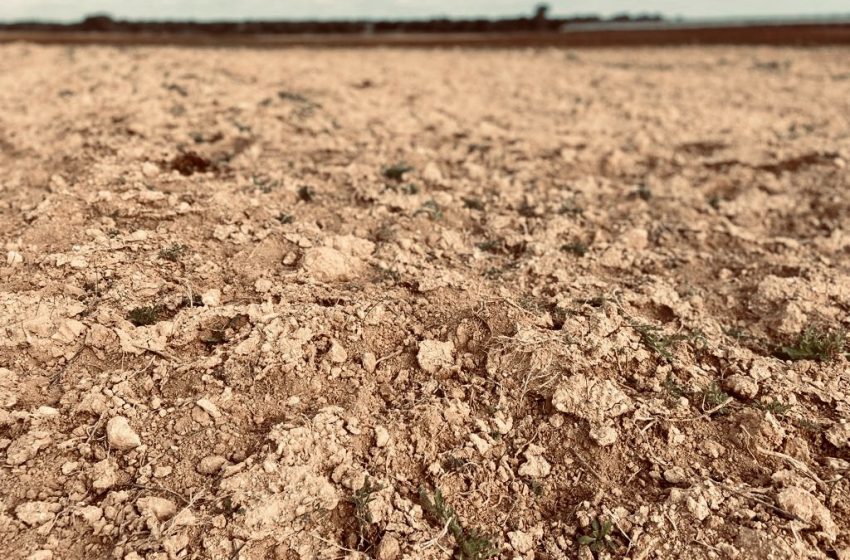 L’intelligenza artificiale per combattere desertificazione e siccità in agricoltura