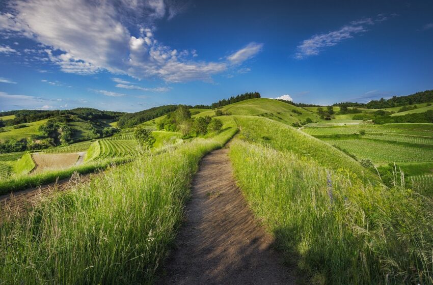  Aziende agricole e rinnovabili, bilancio positivo: lo studio dell’Università Ca’ Foscari