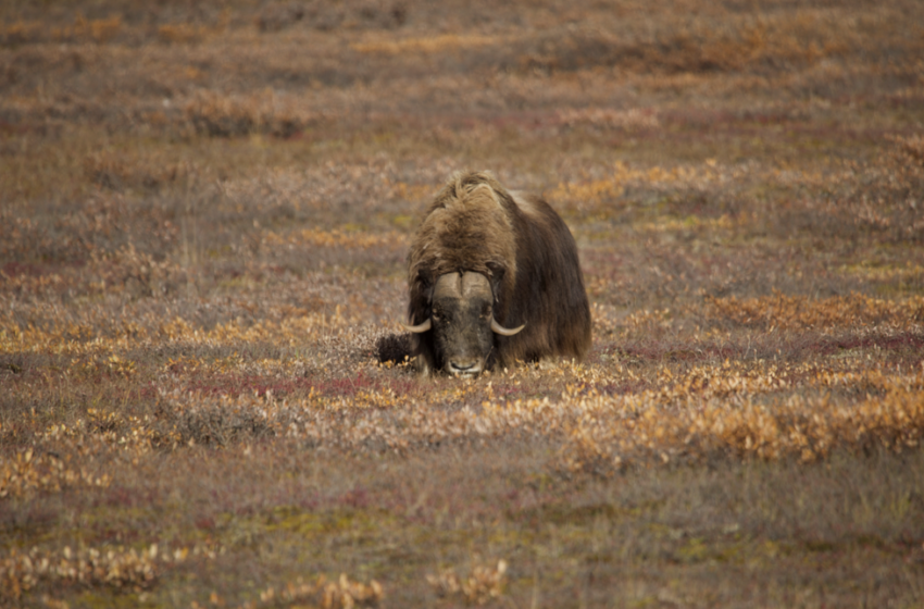  Dall’Alaska all’Argentina per studiare la crisi della biodiversità