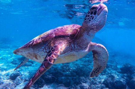 Giornata mondiale dell’ambiente: l’IA in soccorso delle tartarughe marine delle Galapagos