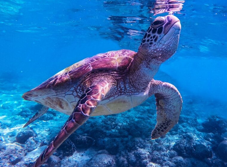  Giornata mondiale dell’ambiente: l’IA in soccorso delle tartarughe marine delle Galapagos