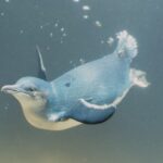 Animali marini: quali le strategie adottate durante il nuoto?